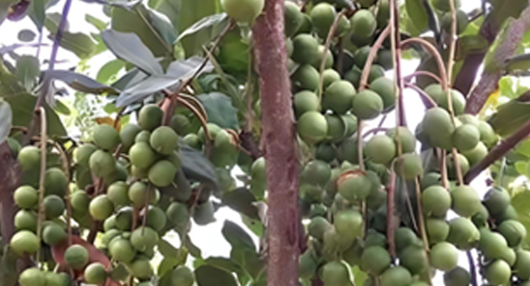 Drones agrícolas voam para Guangxi, ajudando os chineses a liberar frutas!