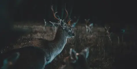  Caça 